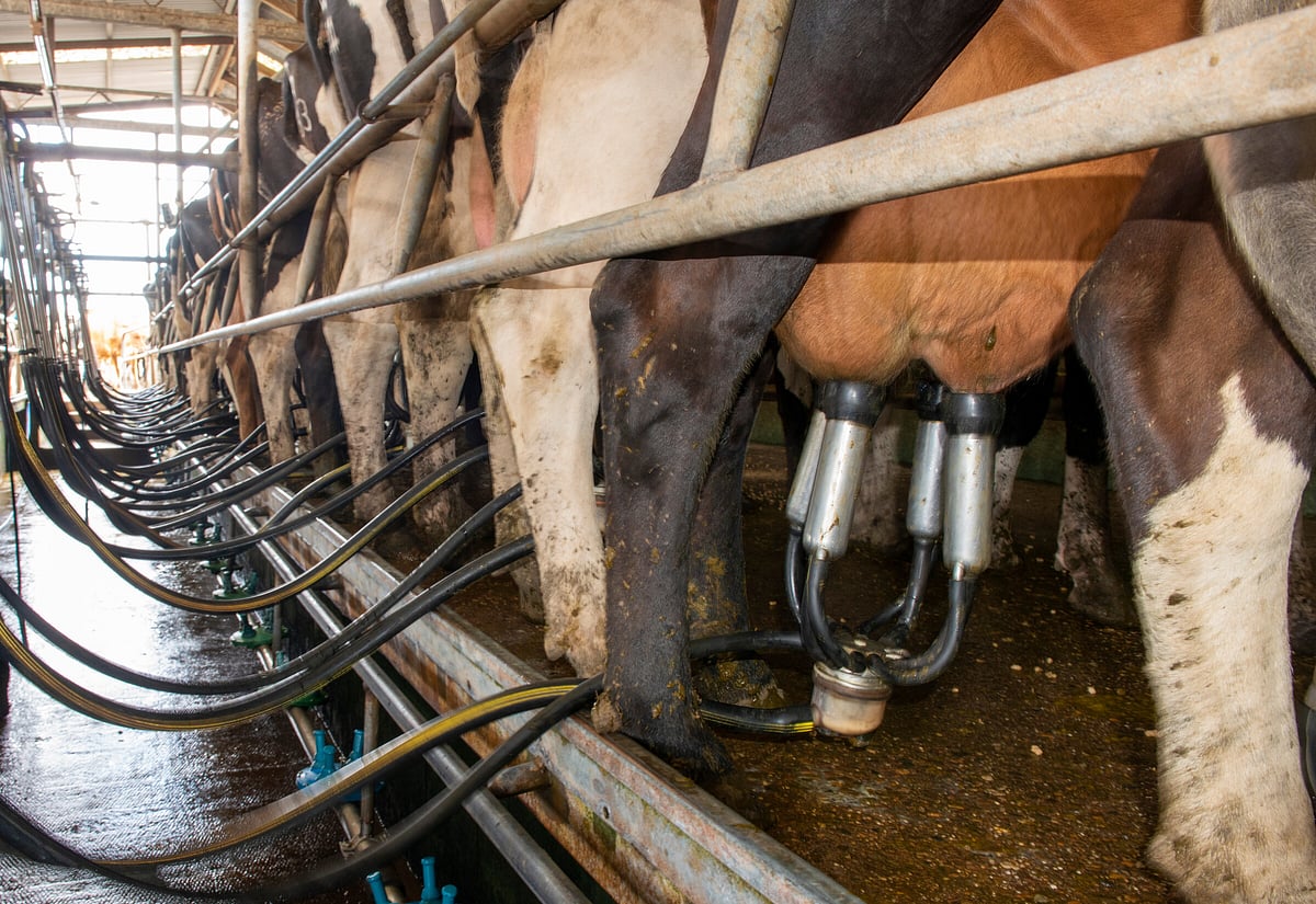 Photo inspiration: Picture Idea: Managing High Cell Counts Ahead Of Dry Off