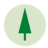 Shelter Tree | Casuarina | BH Horticulture