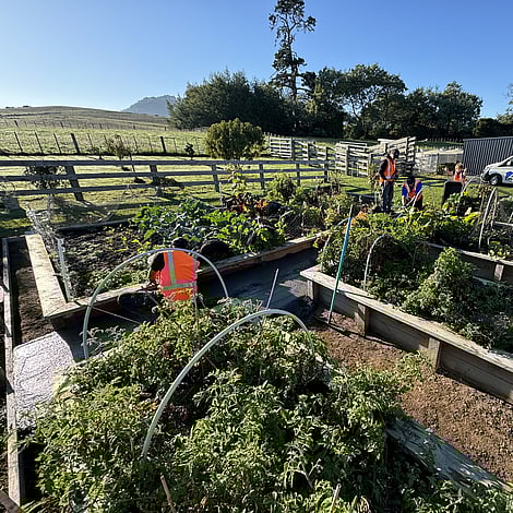 Ardent Building Developments. Hamilton, Waikato. NZ. Image of new home build landscaping
