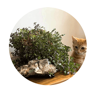 CRYSTALS OUR PLANTS LOVE BLOG & WORKBOOK