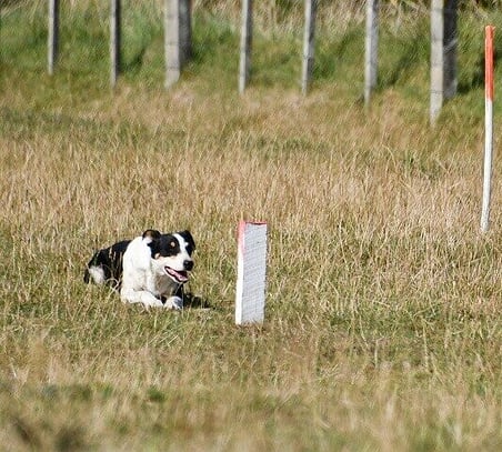 Waimarino Sheepdog Trials
