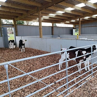 goat shed, farming building, pole shed, waikato shed, farm shed nz, build waikato, sheds nz