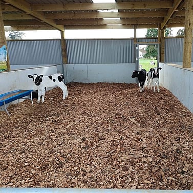 goat shed, farming building, pole shed, waikato shed, farm shed nz, build waikato, sheds nz