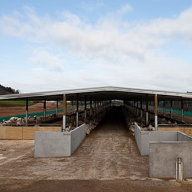 goat shed, farming building, pole shed, waikato shed, farm shed nz, build waikato, sheds nz