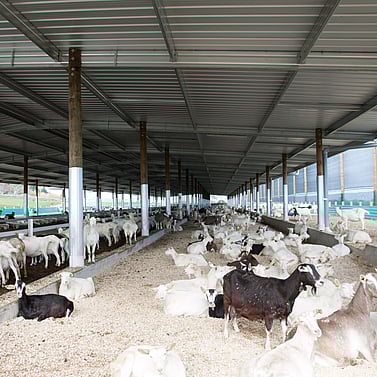 goat shed, farming building, pole shed, waikato shed, farm shed nz, build waikato, sheds nz