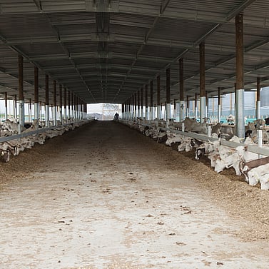 goat shed, farming building, pole shed, waikato shed, farm shed nz, build waikato, sheds nz