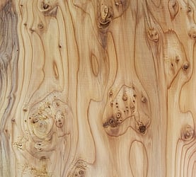 Rarefind Timber - Yew