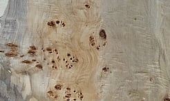 Rarefind Timber - Lombardy Poplar