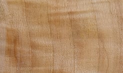 Rarefind Timber - Lombardy Poplar