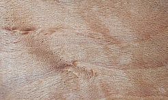 Rarefind Timber - European Beech