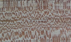 Rarefind Timber - London Plane