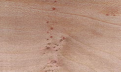 Rarefind Timber - London Plane