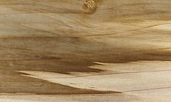 Rarefind Timber - Tulip Tree