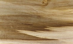 Rarefind Timber - Tulip Tree