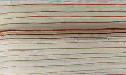 Rarefind Timber - Deodar Cedar