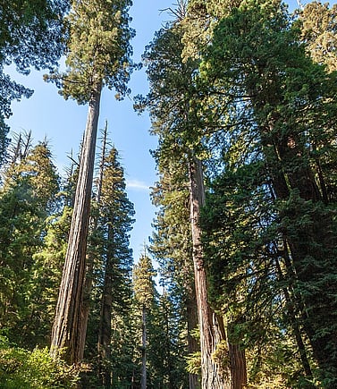 maximum planting efficiency