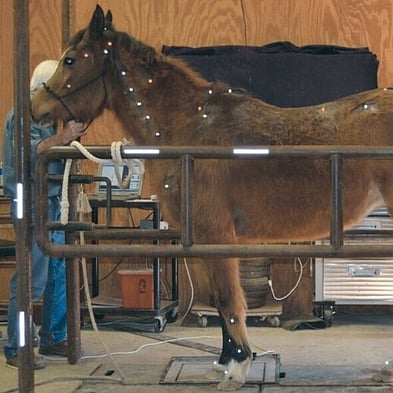 horse standing in workshop for saddle fitting