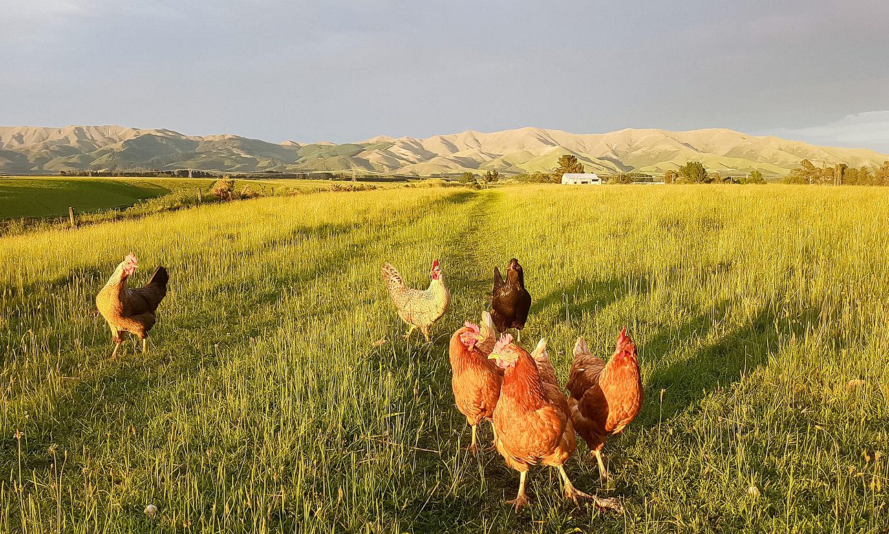 NZ Wool, Wollen Jersey, Hunter Hills, Farmstay, Organic Wool, Organic Meat, New Zealand Farm Experience, Hunter Hills, Working Farm, Timaru, Hunter Hills Organics, 100% Pure NZ Wool, Wool Rugs, Lambswool Blankets, Teschemaker, Otaio, Quinn, Collier, Free Range