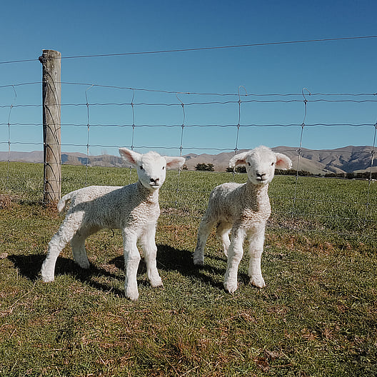 NZ Wool, Wollen Jersey, Hunter Hills, Farmstay, Organic Wool, Organic Meat, New Zealand Farm Experience, Hunter Hills, Working Farm, Timaru, Hunter Hills Organics, 100% Pure NZ Wool, Wool Rugs, Lambswool Blankets