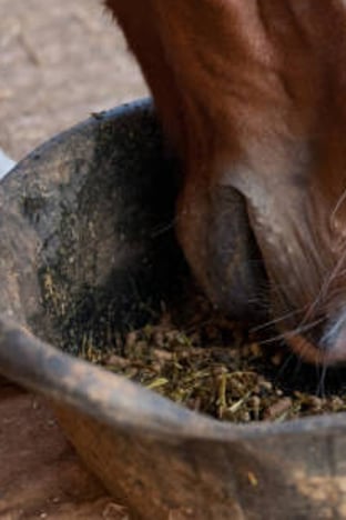 Horse Feed Buckets and Accessories