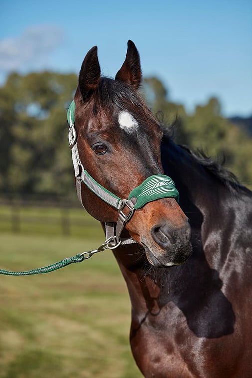 Horse Halters and Leads