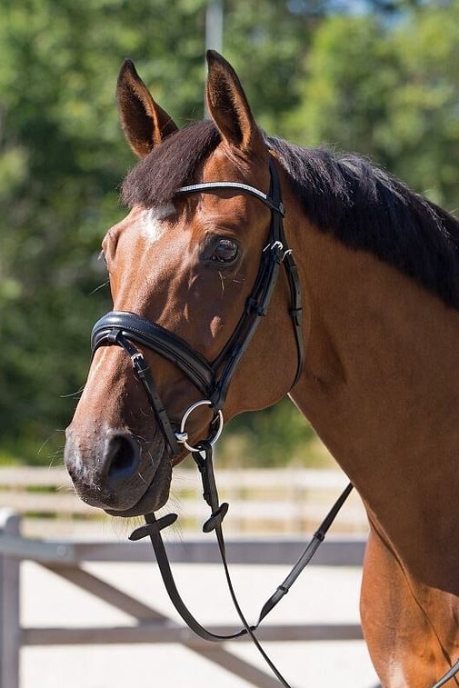 Horse Training Equipment