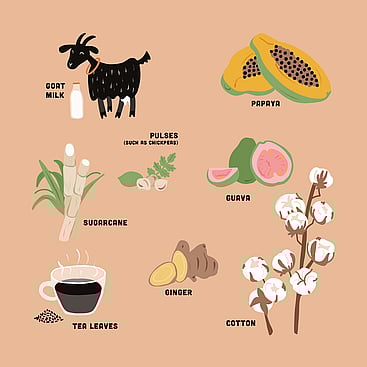 Childrens illustration of Indian agriculture