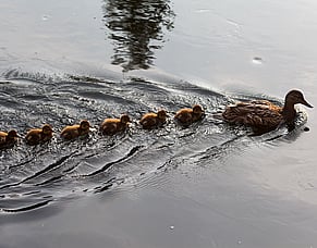 Job Hunting?  Get Your Ducks in a Row First!