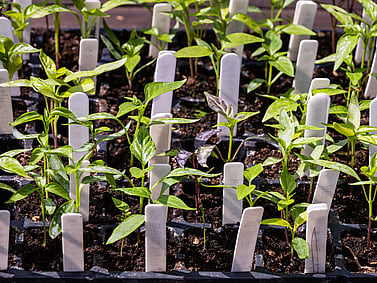 General Nursery Equipment - Aluminium Scoops, Gloves, Plastic Plant & Display labels