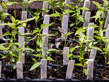 General Nursery Equipment - Aluminium Scoops, Gloves, Plastic Plant & Display labels