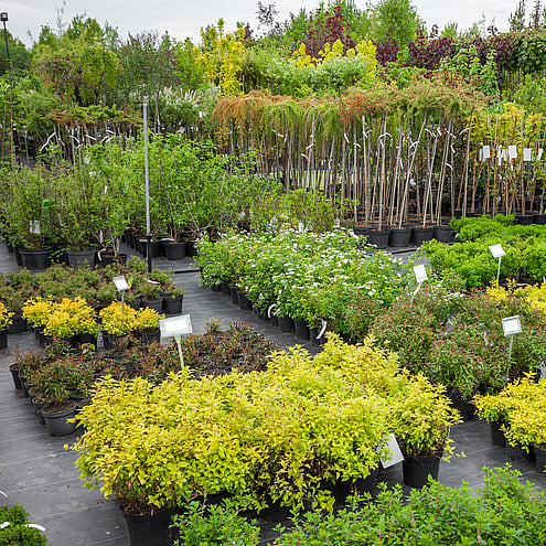 Plant nursery