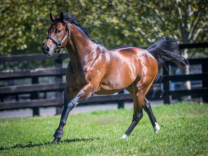 Generosity's sire Divine Prophet