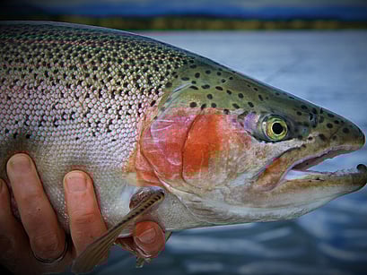 Rainbow trout fly fishing north island
