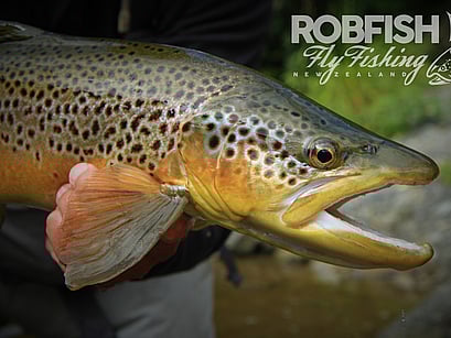 Waikato Hamilton Fly Fishing Trout guide