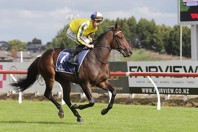 L&rsquo;Aigle Noir will be one of five Haunui Farm graduates to contest Saturday's $4 million NZB Kiwi (1500m).  - Photo: Trish Dunell