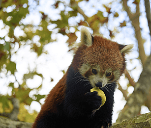 Hamilton Zoo, Hamilton Day out tour with Explore Waikato. leaves hamilton or cambridge