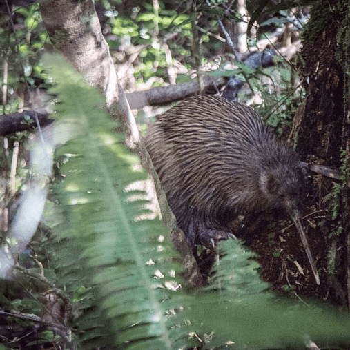 Kiwi image taken by Molly Johnson