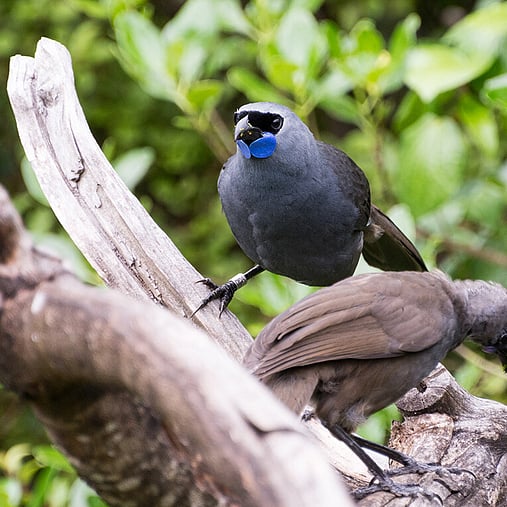 Kōkako, taken by Jake Osborne