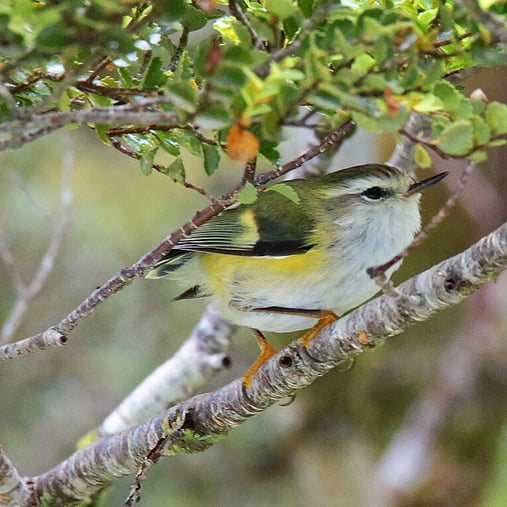 Tītipounamu/Rifleman taken by Vil Sandi