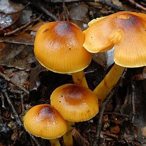 fungi taken by Shirley Kerr