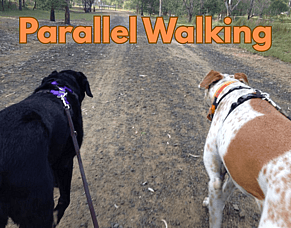 Parallel Walking