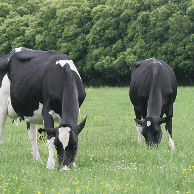 Dairy cows grazing green pasture