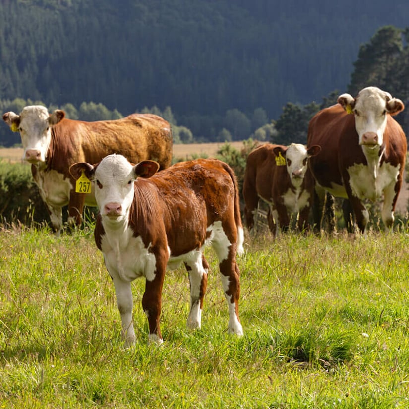 Beef stock on green pasture