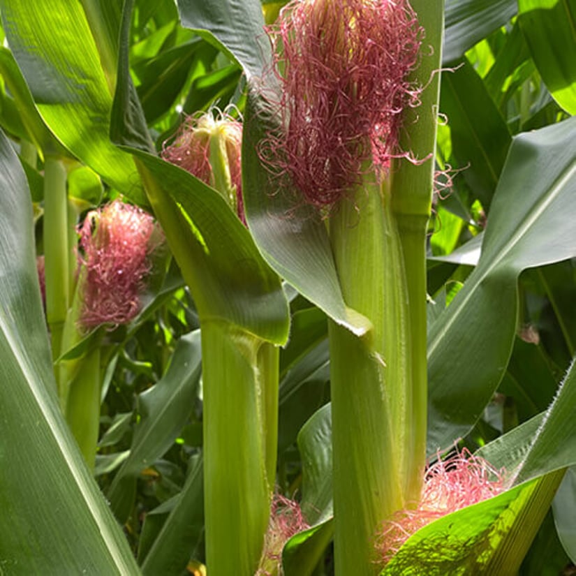 Maize plants