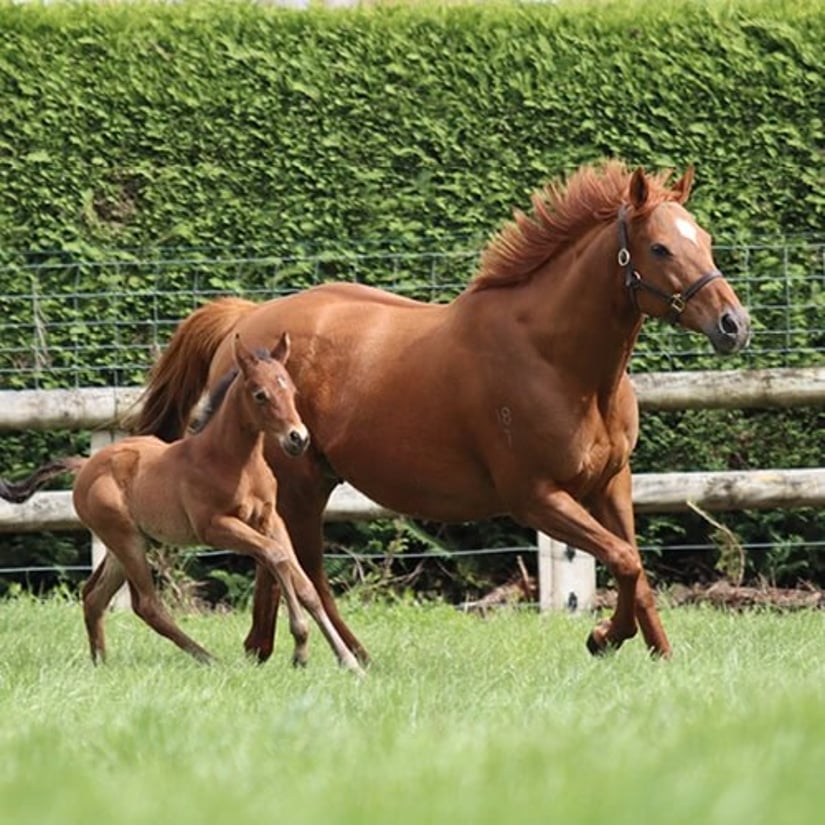 Horse and foal in a paddock