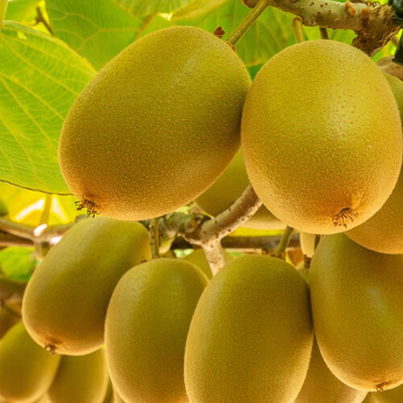 Organic gold kiwifruit on the vine