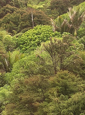 A piece of native bush in Kuaotunu on the Coromandel Peninsula