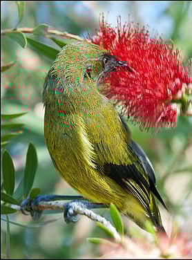 An NZ bellbird enjoying a bottlebrush flower