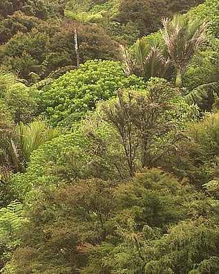 Patch of native bush in Kuaotunu on the Coromandel Peninsula including manuka and nikau palms