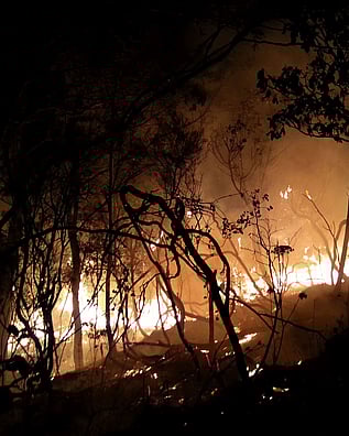 A piece of scrub on fire in Kuaotunu on the Coromandel Peninsula